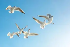 自由是什么？自由是你想不干什么，就可以不干什么图片