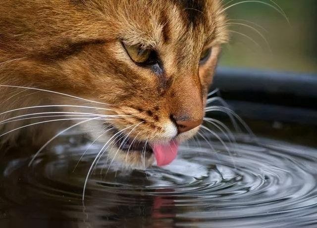 猫咪喝水知多少这一些喝水的小学,必定要晓得