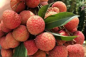 灵山荔枝已成熟！附超全采摘攻略图片