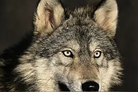 野外与狼相遇，用木棍能对付？讲述真实经历，看完你心里就有数了图片