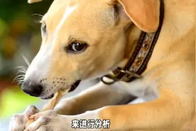 梦见被狗咬，内心恐惧的反映#解说图片