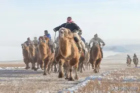 赛马经常可以看到，赛骆驼的精彩毫不亚于赛马，请看那达慕赛骆驼图片