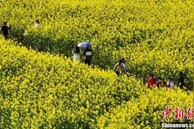 四川邛崃：油菜花开引游人图片