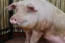 母猪流产了怎么办？母猪流产后该如何处理？方法就在这图片