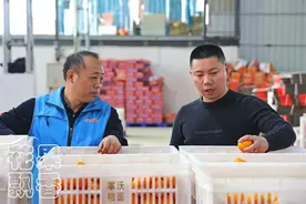 红利期过后，疯狂的沃柑该何去何从？图片