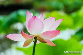 部编版三年级语文下册重点词语大全，给孩子当作复习资料图片