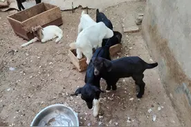 未满月的羔羊，最容易患三种疾病，死亡率最高，养殖户要警惕图片