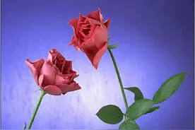 励志正能量语录26图片