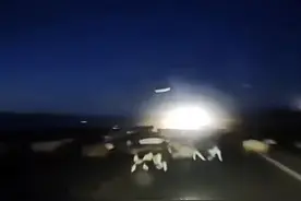 游客称在赛里木湖景区道路撞上羊群：12只羊死亡，保险公司正在定损图片