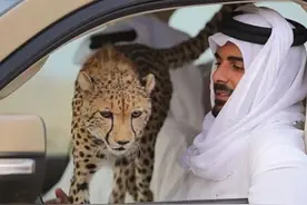 2200亿美元举办最壕的世界杯，带你了解真实的中东土豪国卡塔尔图片