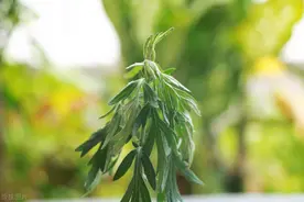 端午插艾，牢记“1不插，2不采，3讲究”，别犯忌讳，为家人祈福图片