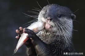 内蒙古冰河惊现4只“鱼猫子”，下水抓鱼上岸捉雁，还组队打群架图片