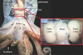 为何说章鱼是外星生物？九个大脑，两套记忆系统，还有一身怪本领图片