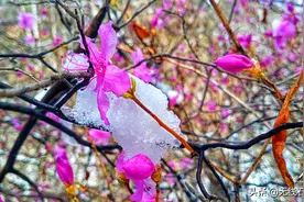 石家庄驼梁：四月飘雪杜鹃红 杜鹃醉雪春意浓图片