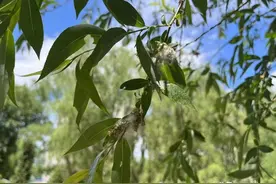 @鹤城人 医生教你“躲毛毛”图片