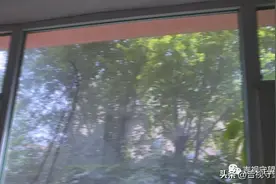 校内树高9米枝繁叶茂，周边3层以下密不透风图片