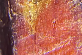 海南红降香的功效图片