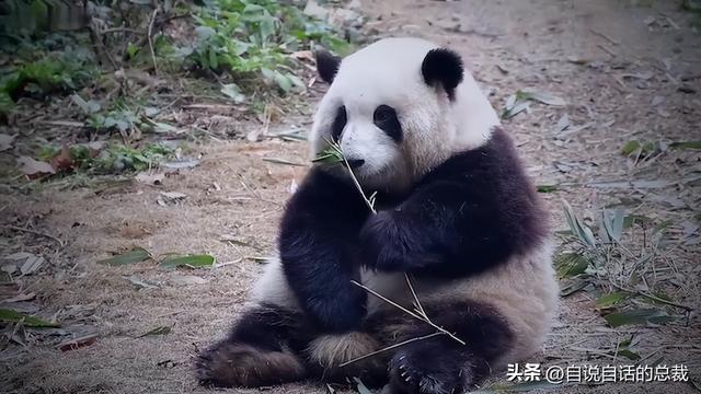 熊猫：真实存在的上古恐惧，为什么只有人类觉得大熊猫很可爱？
