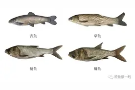 青鱼和草鱼的特性及其区别辨识图片