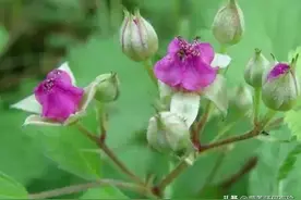 人称“狗屎泡”，老人却叫它“肝炎草”，过去很常见，如今却难找图片
