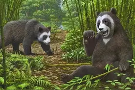 嘿！原来你是这样的大熊猫图片