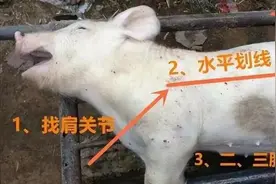 猪胀气怎么急救？图片