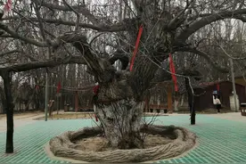 乳腺癌患者都希望自己能创造奇迹，而奇迹就是正常过普通人的日子图片