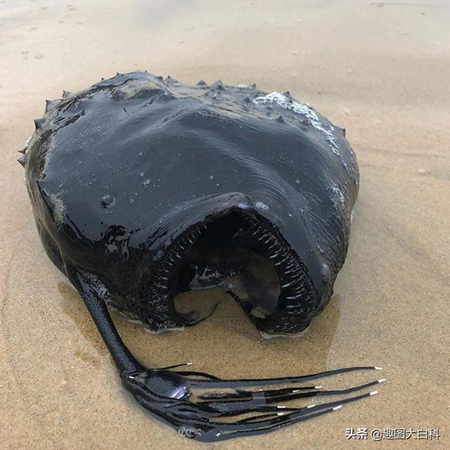 死人手指 死人手指蘑菇(图29) 死人手指 死人手指蘑菇(图29)