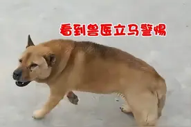 割蛋之仇，不共戴天！“大黄”被兽医小哥绝育，堵门骂了4年图片