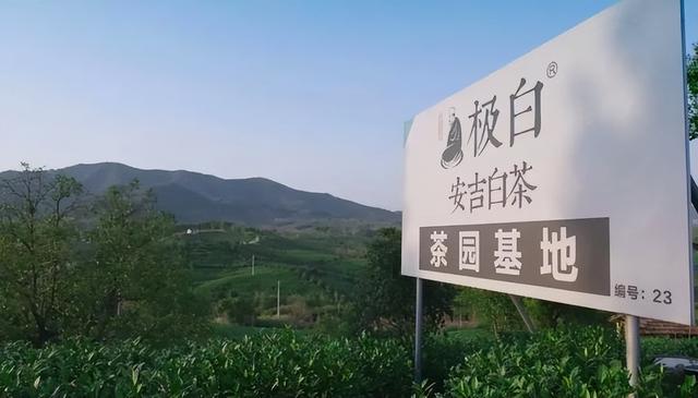 极白·安吉白茶，中国养生白茶领导品牌，只做氨基酸含量高的茶