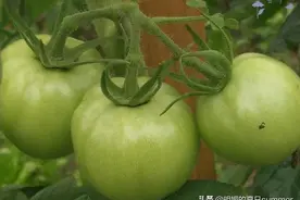 青番茄可以吃，扔了太浪费图片