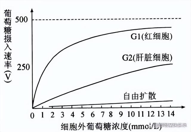 高中生物-人体内环境稳态的生理意义及调节
