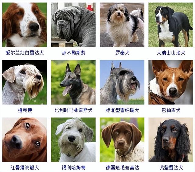 狗狗品种大全(带图片)，各位铲屎君快来对比收藏一下!