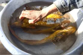 罕见！江苏运粮河黄辣丁泛滥，最大有50公分，有人半天钓半桶！图片