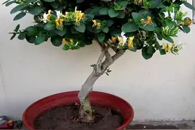 5种可以吃的“盆栽”，养家中，漂亮实用，家家户户值得养一盆图片