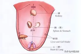 舌红阴虚有热，舌白血虚有寒，舌胖气虚有湿，中医教你从舌象看病图片