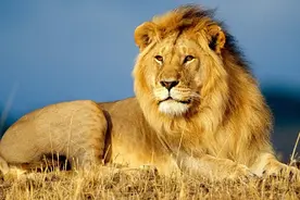 狮王会赶走亚成年雄狮，为什么不赶走雌狮？近亲繁殖怎么办？图片