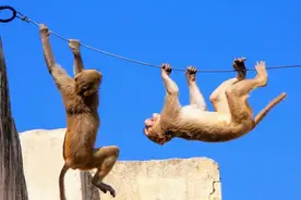 monkey是“猴子”，business是“生意”，那monkey business啥意思图片