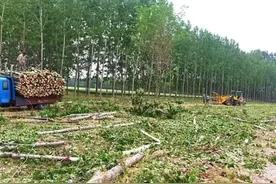 这次农民动作这么快？县道两侧30米农田里种的树，说砍就得砍了。图片