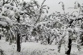 苹果花期遇降雪，冻害发生！可怕的还在后面！图片