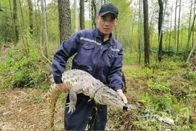 严查！男子上山扫墓发现鳄鱼，警方鉴定后：竟然是非洲尼罗鳄图片