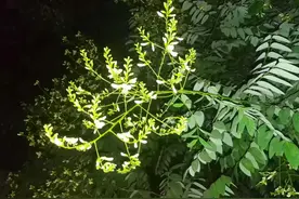 散文：一条驼色的旧围巾图片