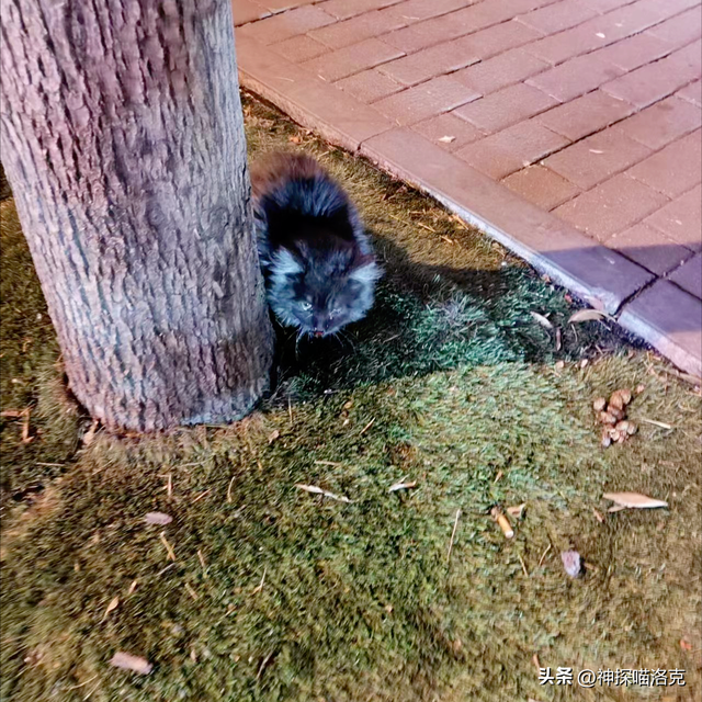 洛克王国的宠物医院在哪（在宠物医院花了1200元说没救了）