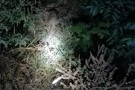 夜晚遇到刺猬是吉是凶图片