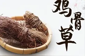 这种野草，清热利湿作用多，食用不当会中毒图片