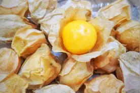 酸浆果丨俗称“红姑娘”的野果，药食两用，吃过吗？图片