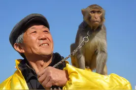 猴子受伤生命垂危，老人卖鸡给猴治伤，猴子感恩为老人养老送终图片