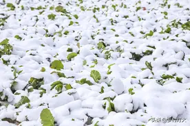 什么是“双拉尼娜年”？最冷会是在几月？会对农业生产造成影响吗图片