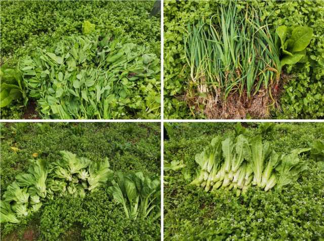 四川省民生研究会新媒体中心-官网