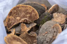 有一种中药叫“瑞草”，安神散结、止咳止吐，还分六种功效各不同图片